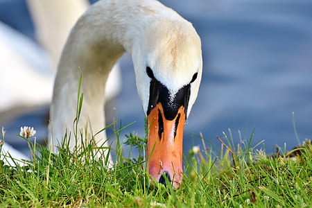 white swan eating grass in close-up photography thumbnail