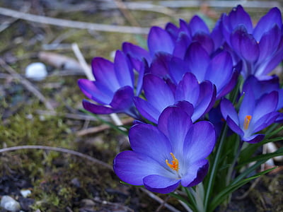 purple petaled flowers thumbnail