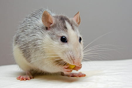 Black and White Mouse thumbnail