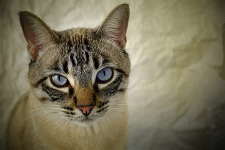 brown tabby cat thumbnail