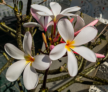 closeup photo of white plumeria flowers thumbnail
