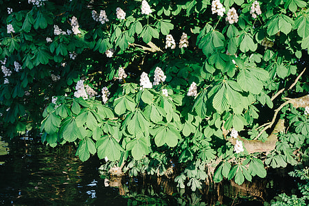 Chestnut flowers thumbnail