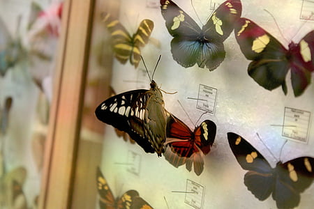 black and white butterfly on glass frame butterfly decors thumbnail