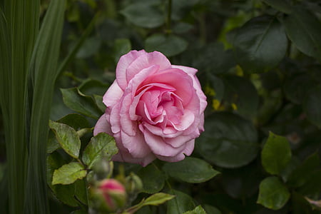 selective focus photography of pink rose thumbnail