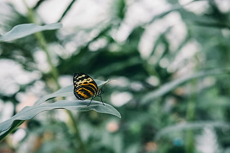 yellow and black butterfly perched on green leaf thumbnail