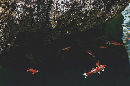 landscape, nature, water, lake thumbnail