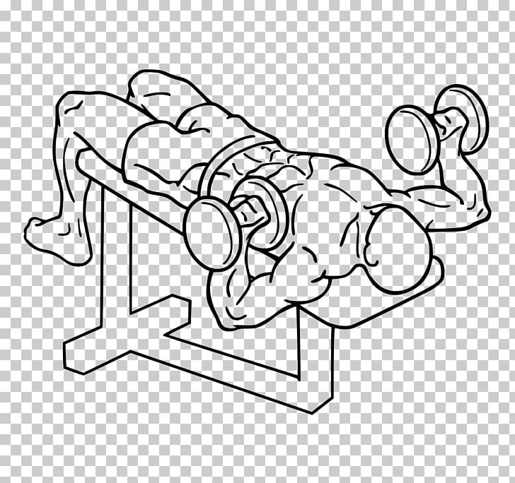 Bench Press Dumbbell Fly Barbell Color Pull Down Png Clipart