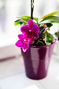 selective focus photography of purple orchid flower thumbnail