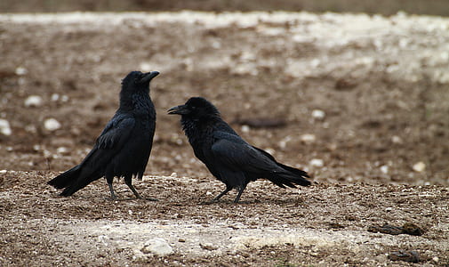 two black ravens thumbnail