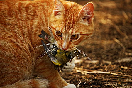 closeup photo of orange tabby cat eating bird thumbnail