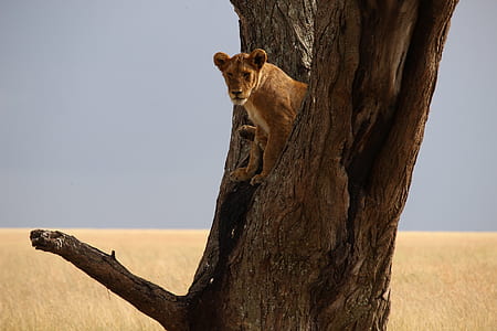 brown tiger on tree thumbnail