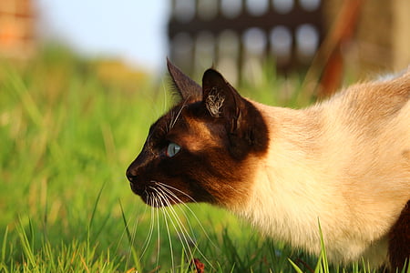 white and black Siamese cat on green grass thumbnail