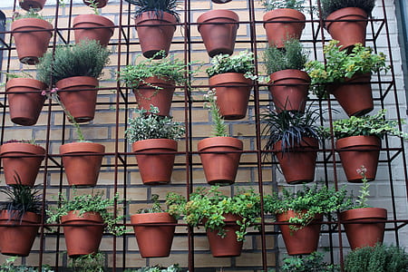 green potted plants thumbnail