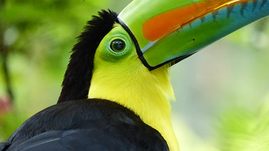 keel-billed toucan thumbnail