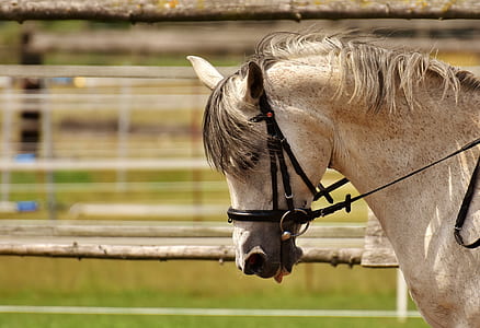 shallow focus photography of white horse thumbnail