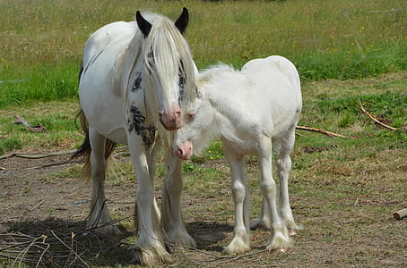 two white horses on ground thumbnail