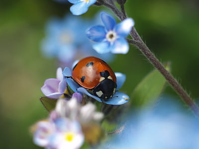 orange ladybug perching on blue flower selective focus photography thumbnail