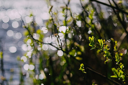 selective focus photography of green grass with body of water painting thumbnail
