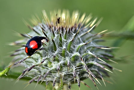 red and black ladybug on green flower in close-up photography thumbnail