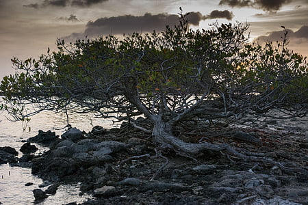 bare tree beside body of water during sunset thumbnail