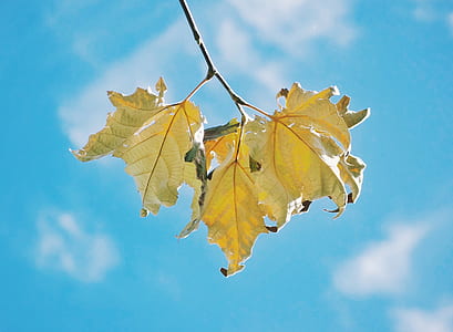 selective focus photography of brown leaf under the blue sky at daytime thumbnail
