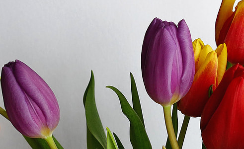 closeup photo of two purple tulips thumbnail