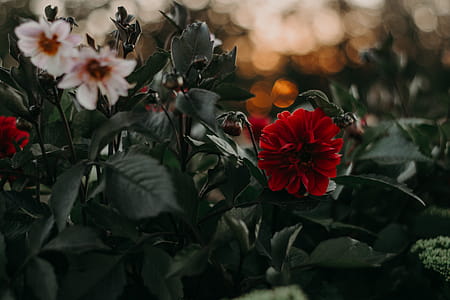 Selective and Bokeh Photography of Bloomed Flowers thumbnail