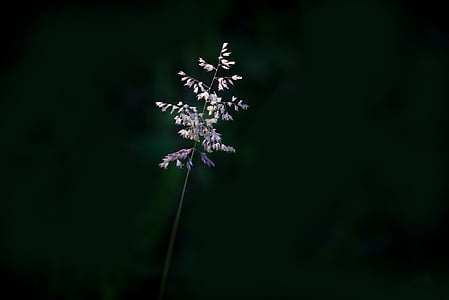low light photo of white petaled flower thumbnail