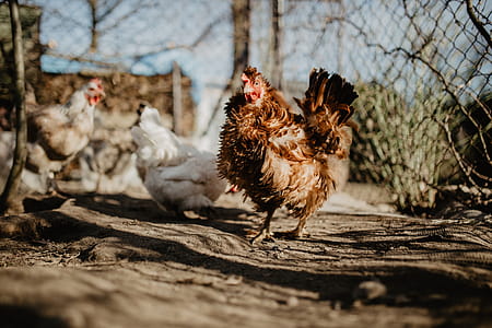 Farm chicken eating seeds thumbnail