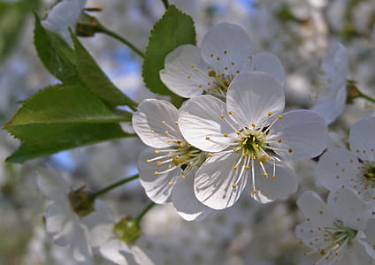 macro photography of white orange blossom flowers thumbnail