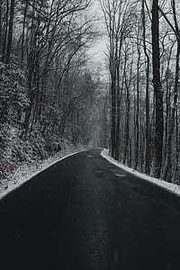 pathway between bare trees photo thumbnail