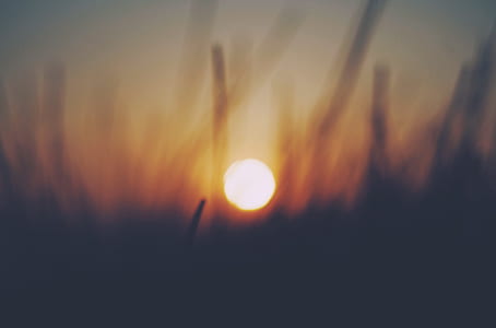 silhouette of grass thumbnail