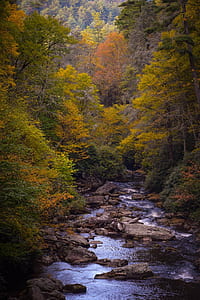 river surrounded by forest thumbnail