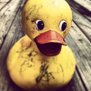 selective focus photography of yellow rubber duck on gray wooden surface thumbnail