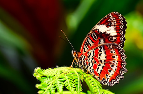 red and black butterfly perching on green leaf thumbnail