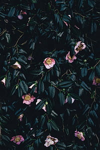 pink flowers photography thumbnail