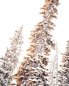 snow covered tree thumbnail