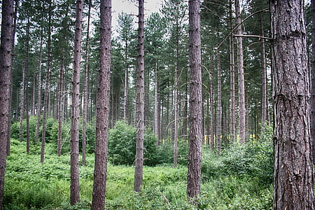 green and brown forest photography thumbnail
