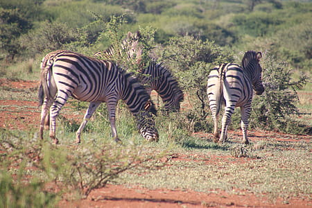 Herd of Zebras Eating Grass thumbnail