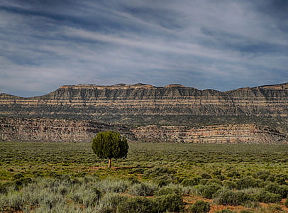 green tree in the middle of landscape thumbnail