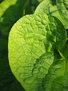 green leafed plant thumbnail
