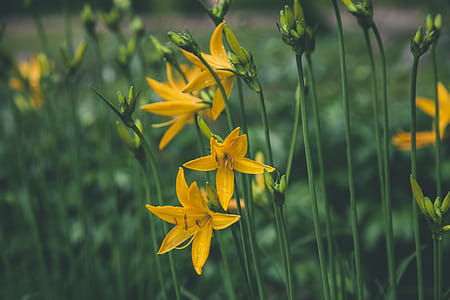 Selective Focus Photo Ofyellow Lilies thumbnail