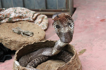 king cobra inside brown wicker basket thumbnail