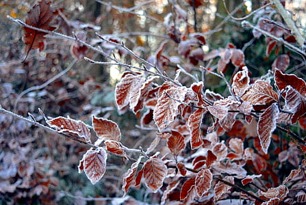 close-up photo of brown tree leaves thumbnail