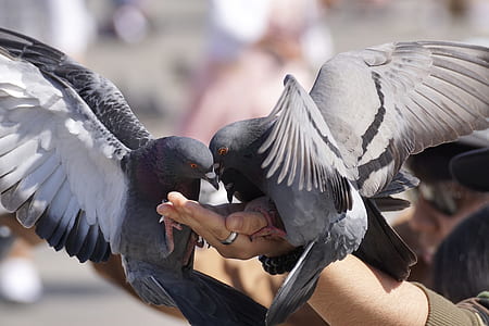 person holding two gray pigeons thumbnail