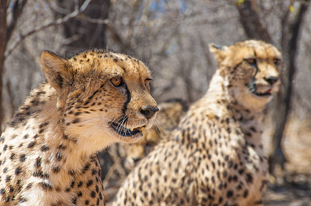 two cheetahs near bare trees during day thumbnail