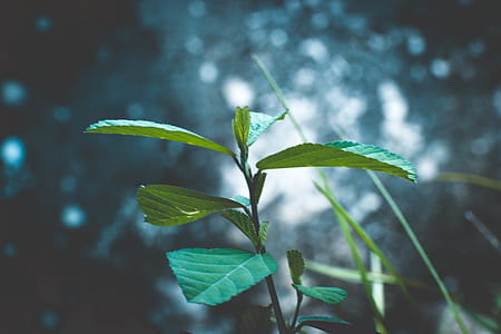 Selective Focus Photography of Plant thumbnail