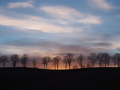 silhouette of trees planted on ground thumbnail