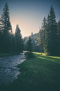 body of water surrounded by trees during daytime thumbnail