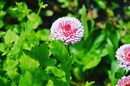 Pink Flower thumbnail